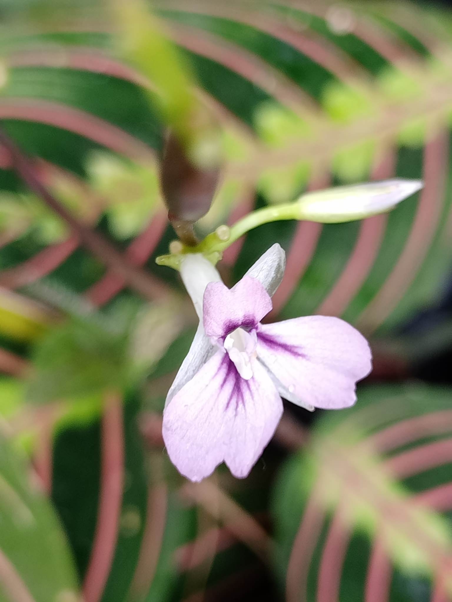 Maranta leuconeura 'Kerchoveana'